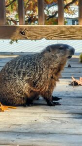Ozark Hedgehog