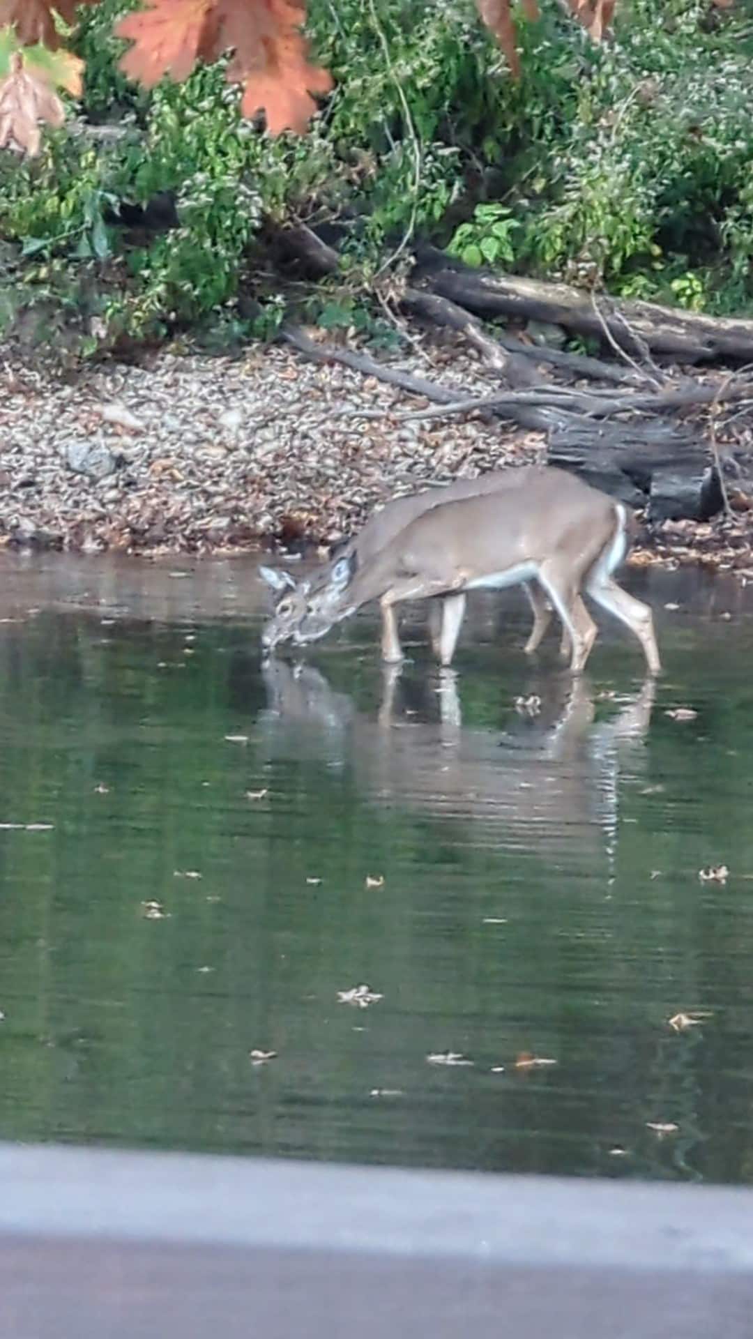 Wildlife in the cove